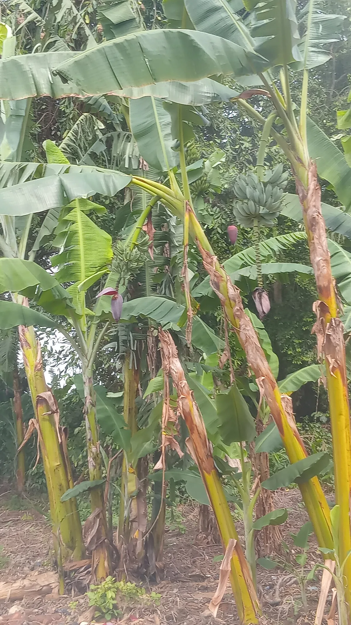 banana ripeness