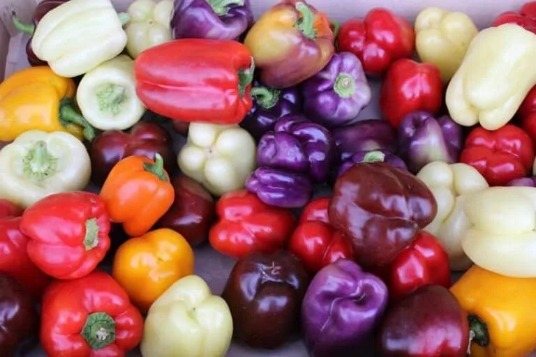 Bell Pepper Variety
