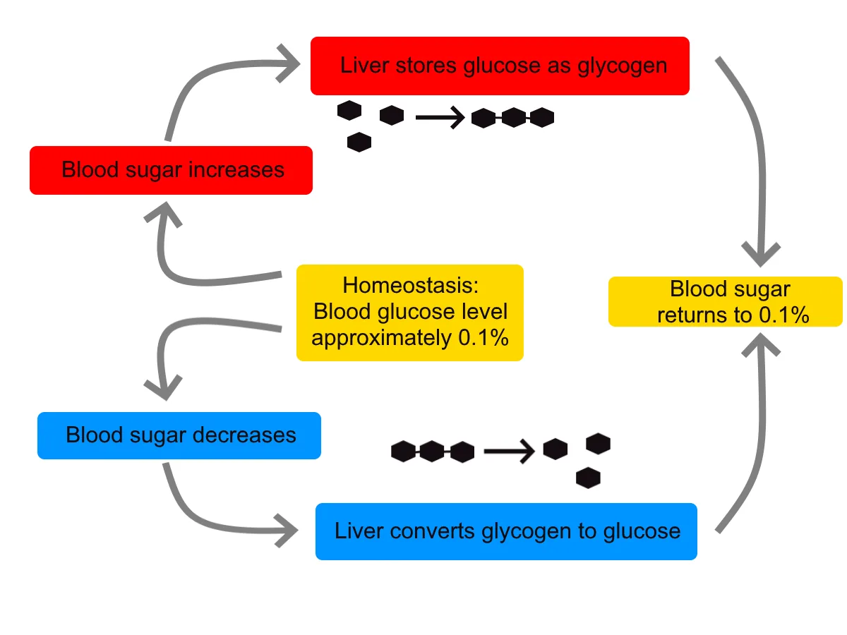 blood glucose regulation