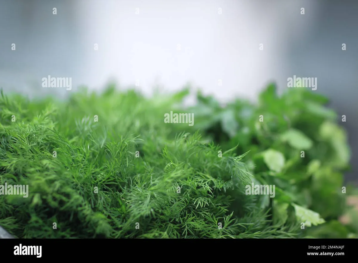 herbs