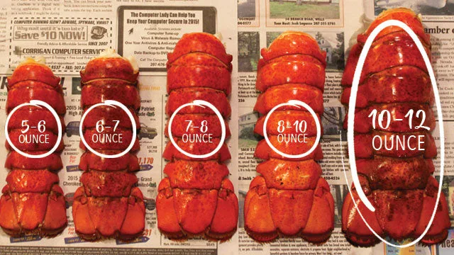 lobster tail size comparison
