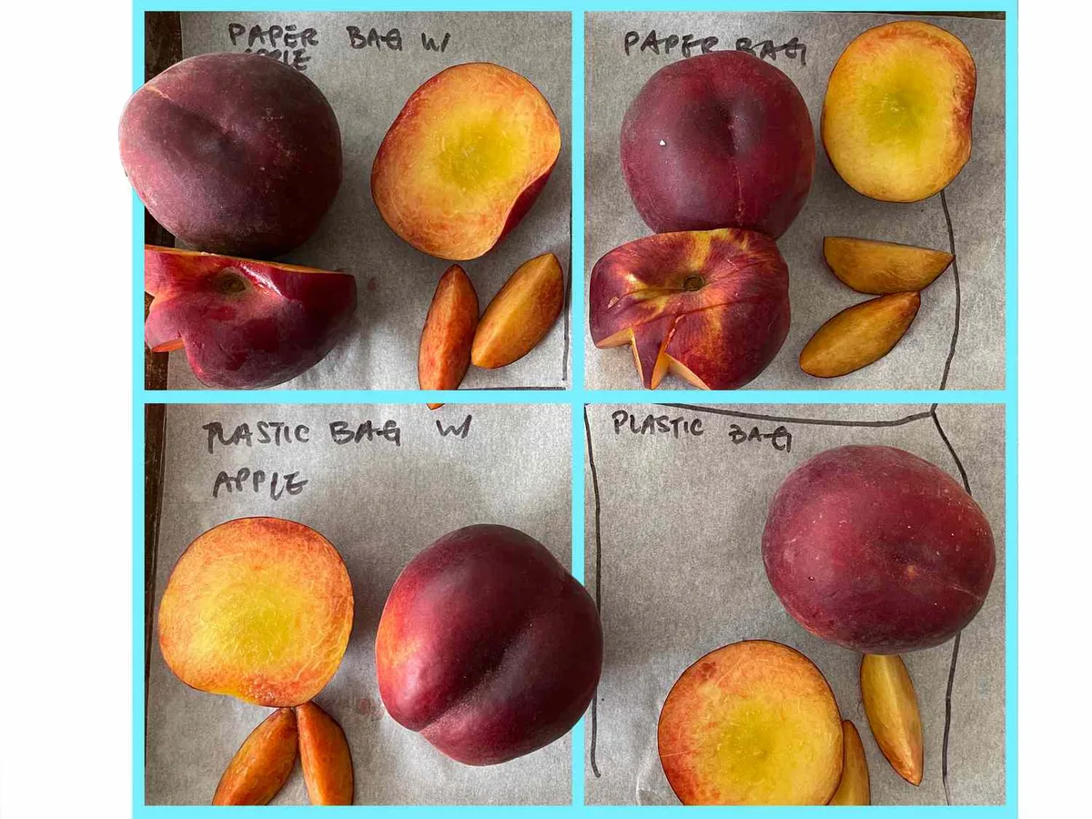 peach ripeness stages