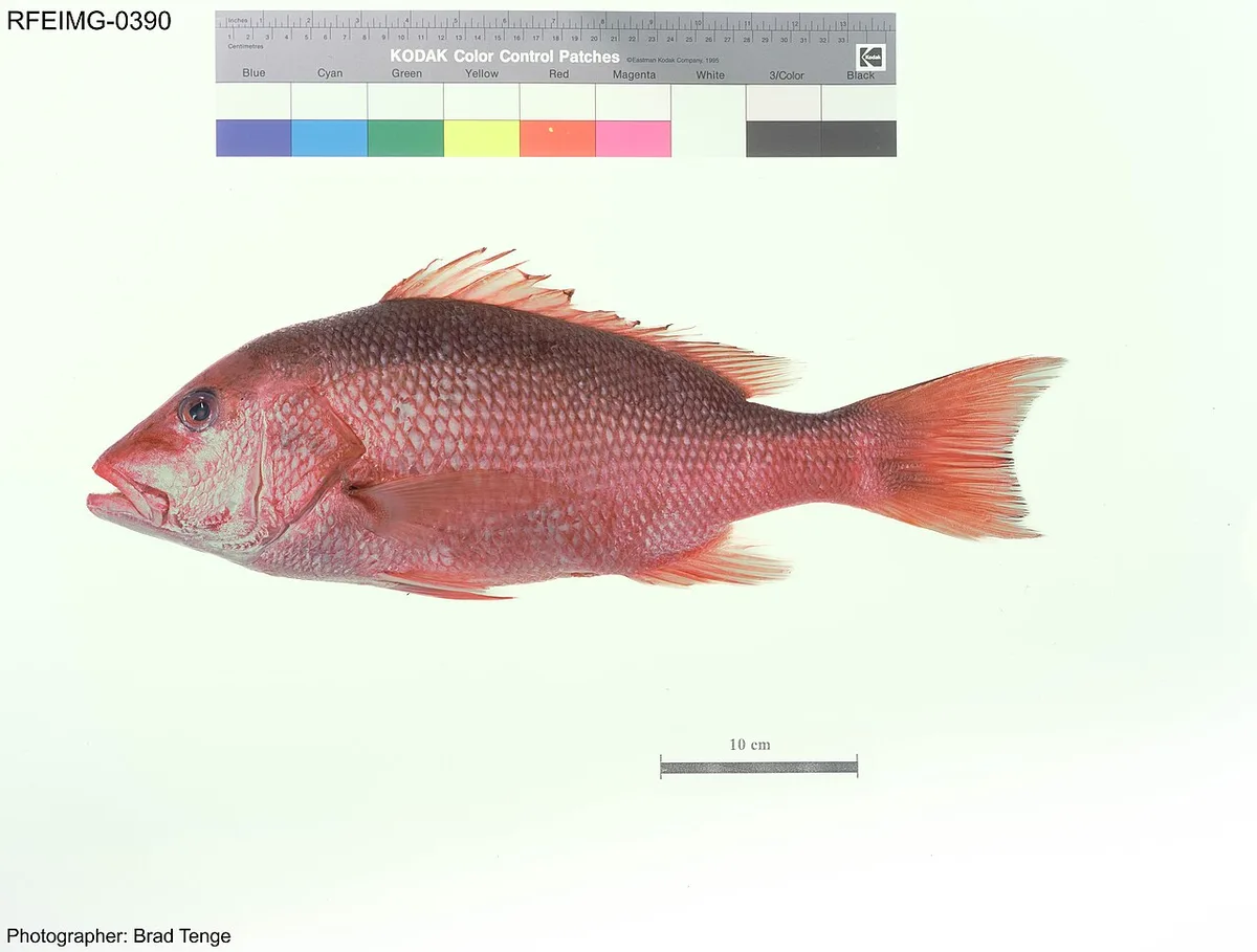 red snapper whole fish