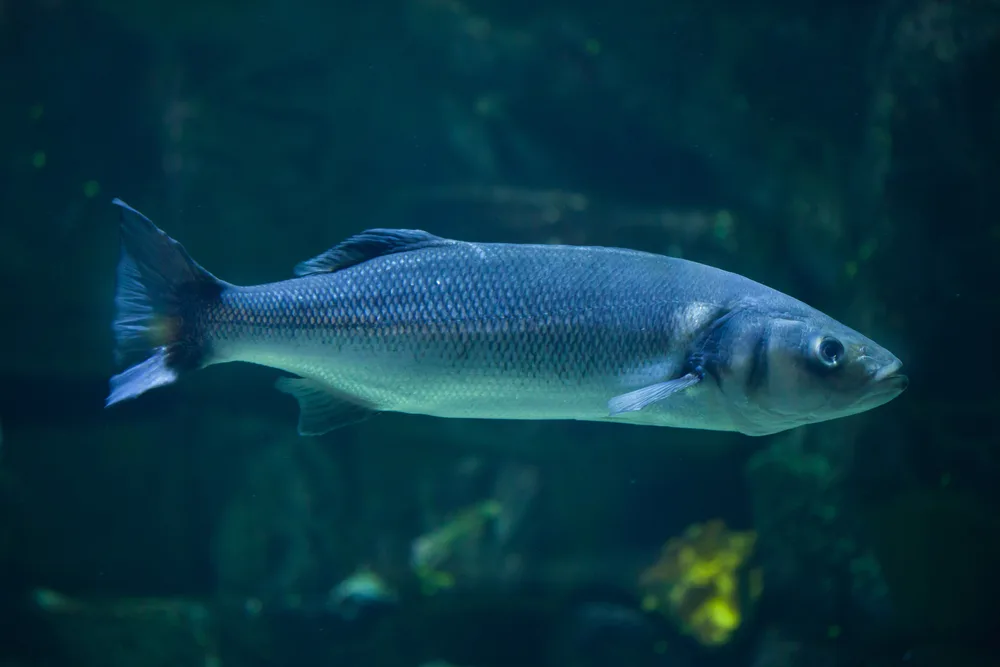 sea bass species comparison