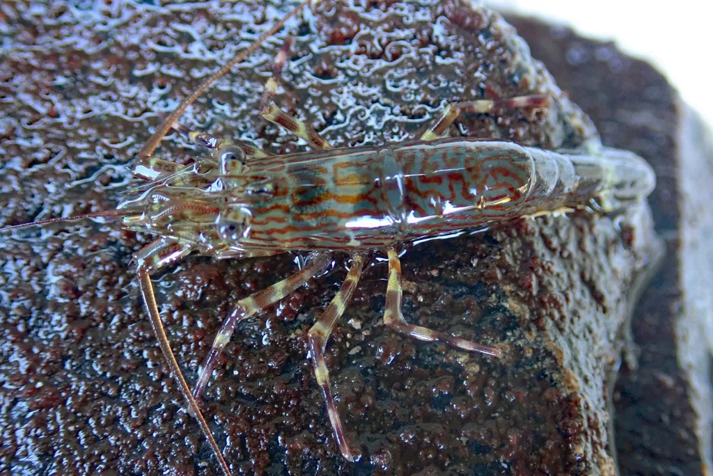 shrimp