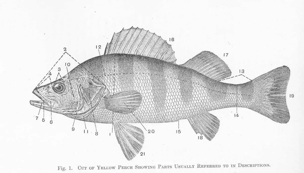 yellow perch